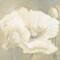 Poppy in white II Poster Print by Jettie Roseboom - Item # VARPDXGA0116176